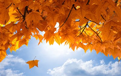 4k, hojas de otoño, cielo azul, macro, otoño, imagen con hojas, hojas amarillas, fondo con hojas, marcos de otoño, hojas