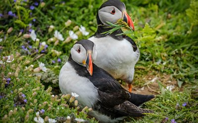 4k, Puffins couple, bokeh, exotic birds, wildlife, Fratercula, Two Puffins, pictures with birds, puffins