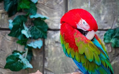 빨강 및 녹색 잉꼬, 아라 엽록소, 녹색-빨간색 앵무새, 열대 우림, 앵무새, 녹색 날개 잉꼬, 아름다운 새들