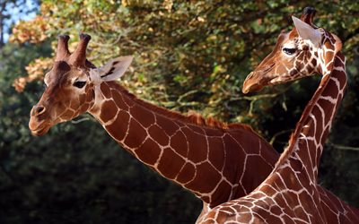 giraffe, wildlife, wild animals, giraffes, giraffe family, Africa, evening, sunset