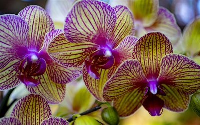 orchidee phalaenopsis, orchidea gialla viola, ramo di orchidea, fiori tropicali, sfondo con orchidee, concetti di coltivazione dell'orchidea