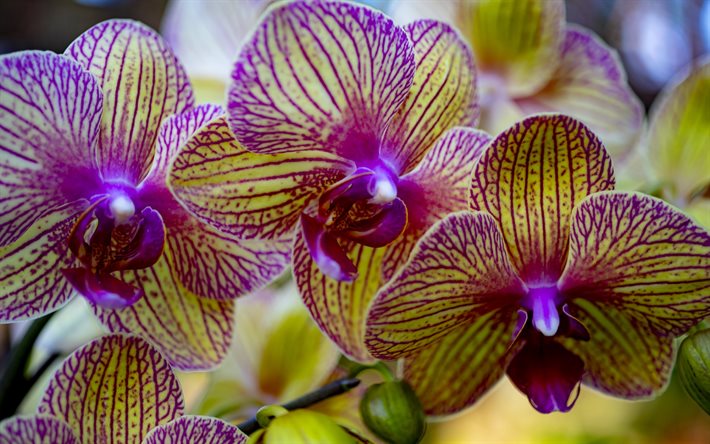 orquídeas phalaenopsis, orquídea amarela roxa, ramo de orquídea, flores tropicais, fundo com orquídeas, conceitos de cultivo de orquídeas