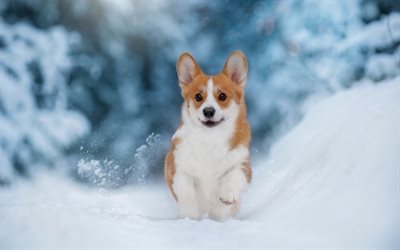corgi galés, invierno, nieve, corgi, perros lindos, mascotas, corgún, perro en la nieve, animales bonitos, perros