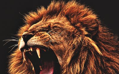 Angry lion, king of beasts, close-up, wildlife, wild animals, predators, lion, Panthera leo, lions, picture with lion