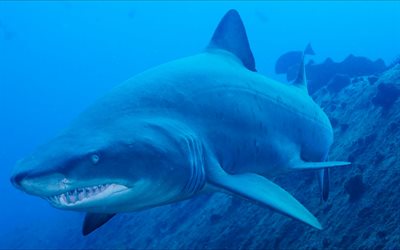 tiburón blanco, monstruo, tiburón bajo el agua, depredador, mundo submarino, tiburones, gran tiburón blanco, lamniformes, pez de presa