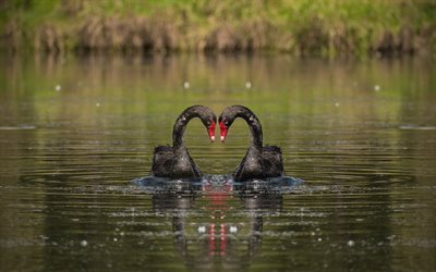black swans, 4k, pond, love concepts, pair of swans, beautiful birds, swans couple, Cygnus atratus, two swans, pictures with swans, wildlife, swans