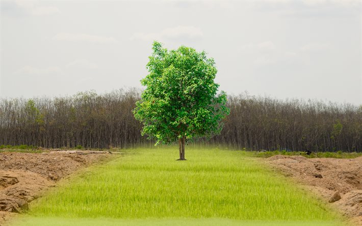 cuidar da natureza, seca conceitos, 4k, eco conceitos, árvore verde, terra seca, meio ambiente, eco de fundo, ecologia