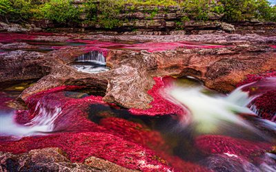 Cano Cristales River, 4k, colombian landmarks, flowers in river, Rainbow River, beautiful nature, Colombian rivers, Colombia, Cano Cristales, South America