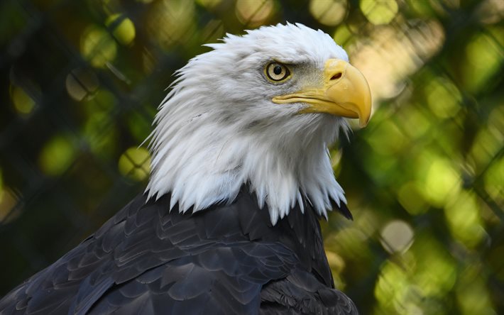 bald eagle, bird of prey, wildlife, North America, USA symbol, eagle, beautiful birds