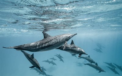 水中のイルカ, 哺乳類, 海洋, イルカ, 野生動物, イルカの群れ, 水中の世界
