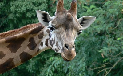 girafe, faune, animaux sauvages, girafes, animaux d'afrique, visage de girafe, savane
