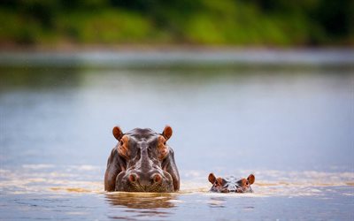 hippos, lake, wildlife, swimming hippos, hippo family, mother and cub, hippos in the water, wild animals, Africa