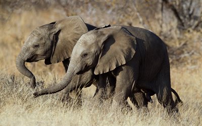 elephant twins, wildlife, savannah, elephants, wild animals, small elephants, Africa, evening, sunset, elephant