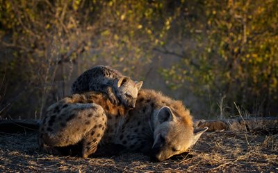 hienas, mãe e filhote, noite, pôr do sol, áfrica, vida selvagem, animais selvagens, pequena hiena, hyaenidae, hiena manchada, hiena rindo