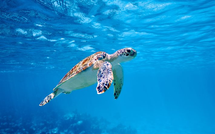 tortuga bajo el agua, gran barrera de coral, óceano, tortuga, mundo submarino, agua, habitantes marinos