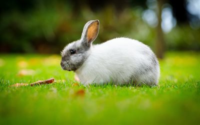 흰 토끼, 녹색 풀, 귀여운 동물들, 토끼, 2023년의 상징, 애완 동물, 잔디에 토끼