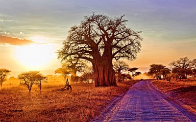 désert, soirée, le coucher du soleil, parc national de tarangire, parc safari, tanzanie, afrique