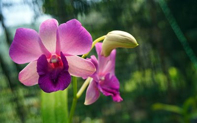 purple orchids, 4k, macro, beautiful flowers, bokeh, purple flowers, orchids, Orchidaceae, orchid branch