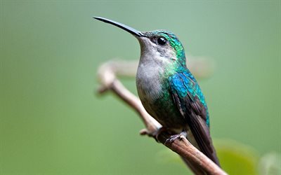colibrí, pájaro en rama, fauna, pájaros pequeños, bokeh, trochilidae, pájaros coloridos