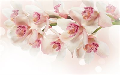 mor orkideler, 4k, tropik çiçekler, orkideler, orkide dalı, pembe orkideler, orkideler ile arka plan