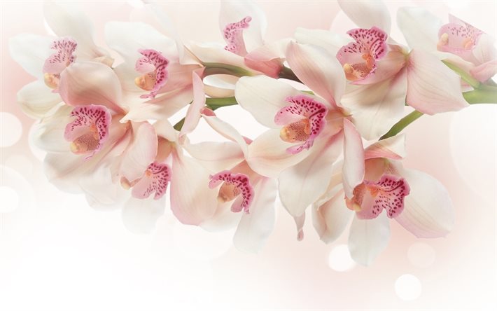 orquídeas roxas, 4k, flores tropicais, orquídeas, ramo de orquídeas, orquídeas cor de rosa, fundo com orquídeas