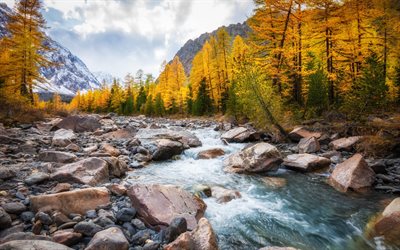 dağ nehir, sonbahar manzarası, sarı yapraklar, sarı ağaçlar, sonbahar, orman, dağlarda nehir