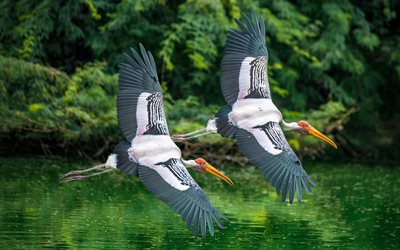 Painted stork, India, Mycteria leucocephala, flying Painted stork, beautiful birds, Asia