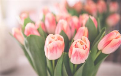 tulipani rosa, bokeh, bouquet di tulipani, fiori primaverili, macro, fiori rosa, tulipani, bellissimi fiori, sfondi con tulipani, boccioli rosa
