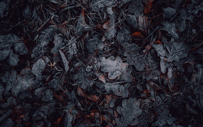 autumn leaves, 4k, black leaves, frozen leaves, autumn, picture with leaves, background with with leaves, natural textures, leaves