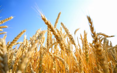 spighe di grano, mattina, raccolto di grano, campo di grano, mietitura, sfondo con grano, triticum, cereali, pane, grano