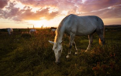 cavalo branco, noite, pôr do sol, pastagem, manada de cavalos brancos, campo, cavalos no campo, cavalos