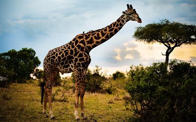 giraffe, bushes, savannah, wildlife, Africa, Giraffa, pictures with giraffe, giraffes