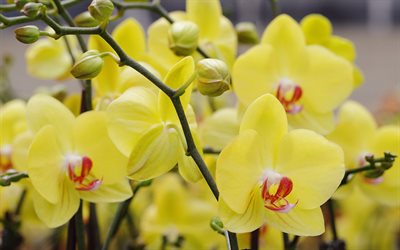 orquídeas amarillas, 4k, macro, hermosas flores, bokeh, flores amarillas, orquídeas, phalaenopsis, orchidaceae, rama de orquídea