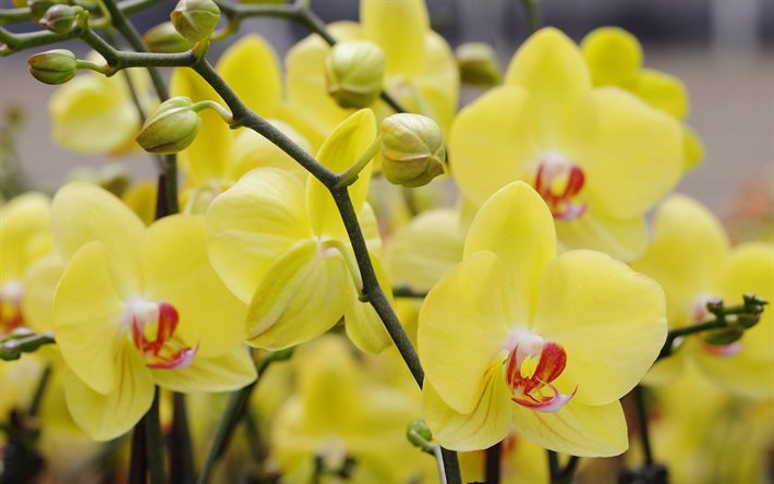 yellow orchids, 4k, macro, beautiful flowers, bokeh, yellow flowers, orchids, phalaenopsis, Orchidaceae, orchid branch
