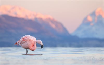 핑크 플라밍고, 저녁, 일몰, 파타고니아, 안데스, 플라밍고, 아름다운 분홍색 새들, 물 속의 플라밍고, 칠레