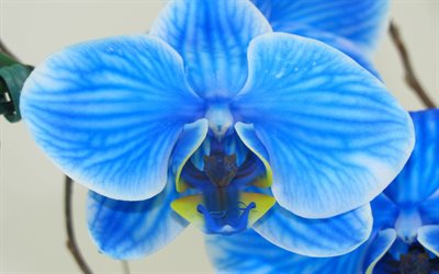 orchidées bleues, 4k, macro, belles fleurs, bokeh, fleurs bleues, orchidées, phalaenopsis, orchidaceae, branche d orchidée
