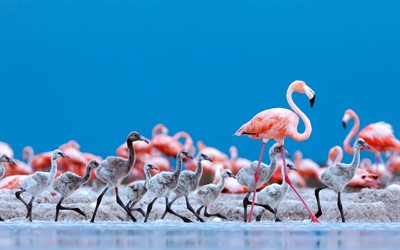 4k, American flamingo, lake, wildlife, flamingoes, exotic birds, Mexico, Caribbean Flamingo, pictures with flamingo, flamingos, pink birds, Phoenicopterus roseus, flamingo