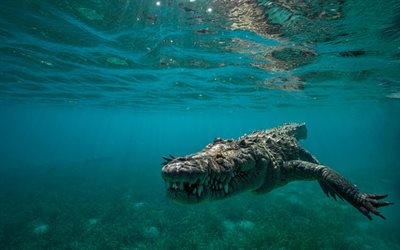 caimán bajo el agua, reptiles, cocodrilo, animales peligrosos, caimán, mundo submarino, cocodrilo bajo el agua