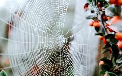 cobweb, branches, wild rose, cobweb between branches, spiderweb, cobweb macro, background with cobweb