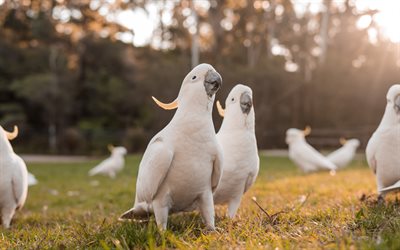 white cockatoo, Cacatua, umbrella cockatoo, beautiful white birds, white parrots, cockatoos, parrots