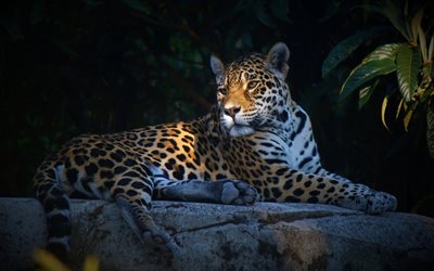 jaguar, selva, tarde, puesta de sol, gato montés, jaguar tranquilo, jaguar acostado, animales peligrosos, depredadores, jaguares