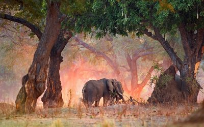 les éléphants, la faune, le soir, le coucher du soleil, la savane, le couple d éléphants, des animaux mignons, des animaux sauvages, l éléphant, l afrique