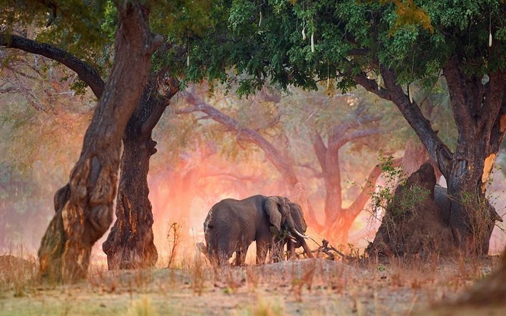 코끼리, 야생 동물, 저녁, 일몰, 사바나, 코끼리 커플, 귀여운 동물들, 아프리카