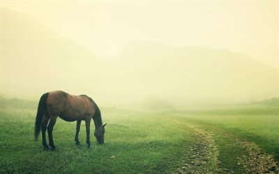 braunes pferd, nebel, wiese, pferd auf der weide, bauernhof, pferde, einsamkeit, morgen, weide, pferd