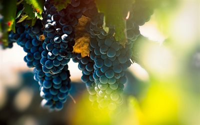 racimo de uvas azules, vendimia, tarde, puesta de sol, frutas, uvas, viña, fondo con uvas