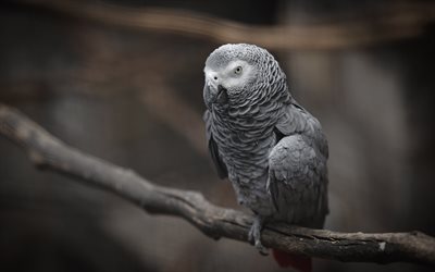 pappagallo grigio, uccello grigio, pappagallo su un ramo, pappagallo grigio del congo, pappagallo grigio africano, psittacus erithacus, pappagalli, bellissimi uccelli