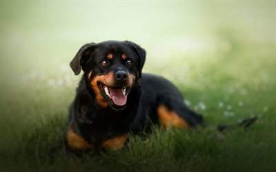 rottweiler, cão preto, animais de estimação, cão de grama, pequeno rottweiler, filhotes, raça alemã de cão doméstico, cachorros