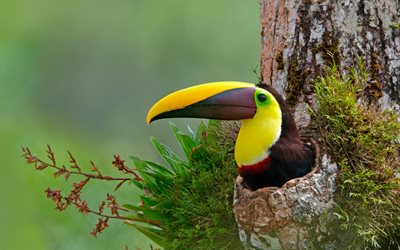 4k, tucano, a vida selvagem, bokeh, pássaros exóticos, ramphastidae, tucano em oco, pássaros coloridos, selva, fotos com pássaros, pássaro na árvore