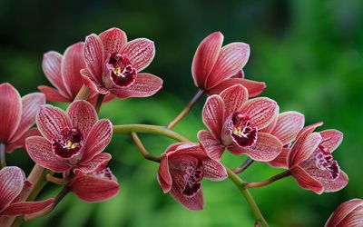orchidées roses, 4k, macro, belles fleurs, bokeh, fleurs roses, branche d orchidées, phalaenopsis, orchidées, orchidaceae, branche d orchidée