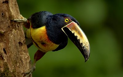 Collared aracari, toucan, Pteroglossus torquatus, beautiful birds, toucan species, Mexico, North America